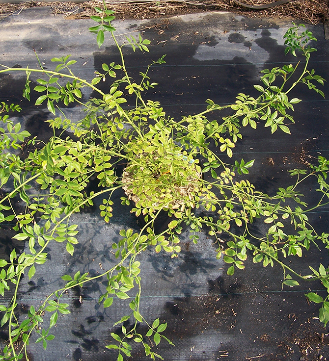 Rosa wichurana traitée par GA3 : allongement des tiges et des entre-nœuds, inhibition de la floraison- © M. Randoux